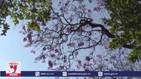 Hoa phượng tím nở sớm bất thường tại Mexico