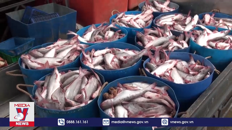 Xuất khẩu thuỷ sản sang Trung Quốc tăng mạnh