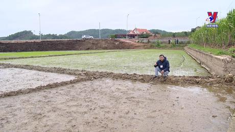 Hộp thư VNews: Hàng chục ha lúa có nguy cơ mất trắng do làm cầu