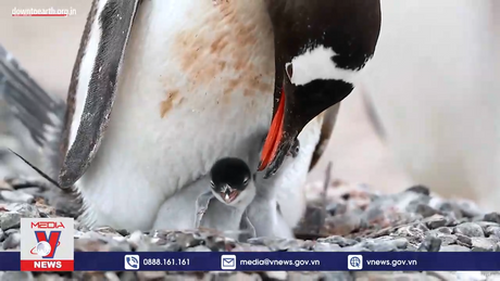 Cúm gia cầm độc lực cao xuất hiện tại Nam Cực