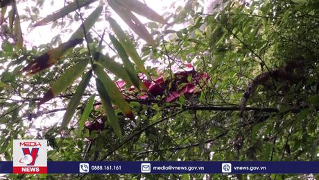 Dọn rác sau lễ hội