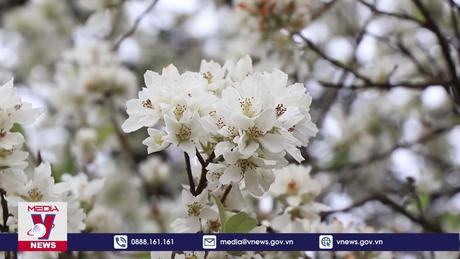 Sắp diễn ra ngày hội hoa sơn tra lần 2