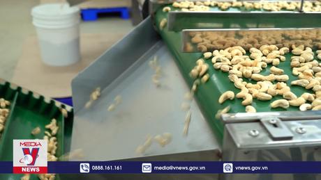 Ngành điều phấn đấu thu về 3,8 tỷ USD xuất khẩu