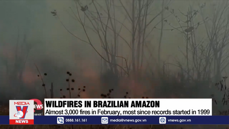 Gần 3.000 vụ cháy rừng tại Amazon trong tháng 2 năm 2024