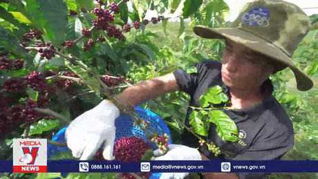 Đằng sau câu chuyện giá cà phê cao kỷ lục