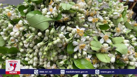 Phố Hà Nội mùa hoa bưởi ngát hương