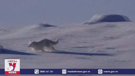 Nỗ lực bảo tồn động vật hoang dã trước biến đổi khí hậu