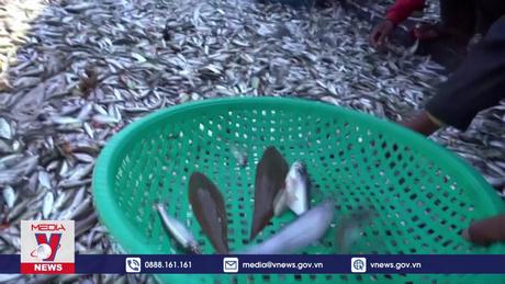 Nhiều loài cá tại sông Mekong đối mặt nguy cơ tuyệt chủng