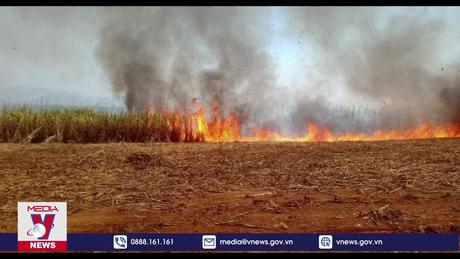 Kon Tum kịp thời dập tắt vụ cháy ruộng mía
