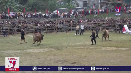 Tưng bừng Lễ hội chọi bò huyện Bảo Lâm năm 2024