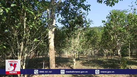 Phim tài liệu: Đậm đà chè hoa vàng trên núi cao Ba Chẽ