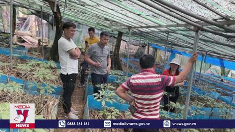Tìm bị hại vụ lừa đảo dự án trồng Sâm Ngọc Linh