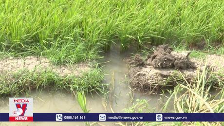 Hạn hán, xâm nhập mặn gây thiệt hại tại Sóc Trăng