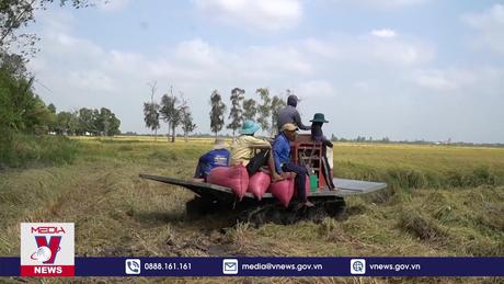 Giá lúa tại Đồng bằng sông Cửu Long liên tục sụt giảm mạnh
