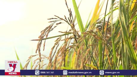 Xuất khẩu gạo tăng gần 50%.mp4