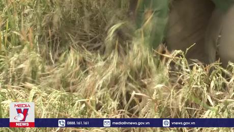 Nguy cơ mất trắng gần 300 ha cây trồng do hạn hán