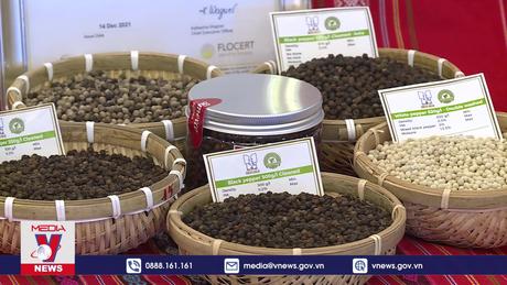 Đảm bảo ngành hồ tiêu phát triển bền vững