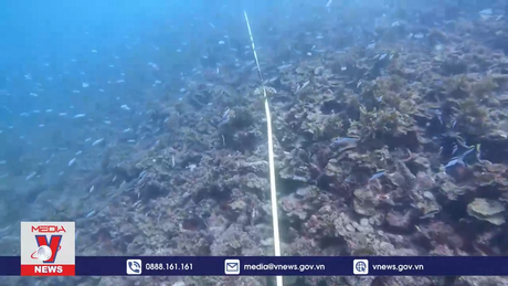 Báo động tình trạng tẩy trắng san hô tại Great Barrier