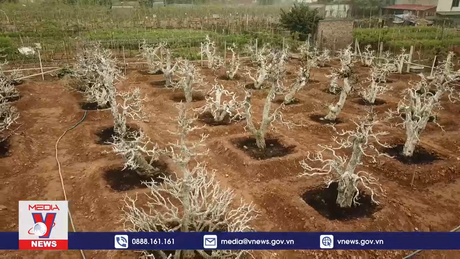 Tất bật cho vụ đào mới trong năm