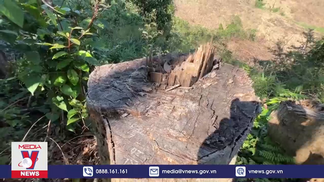 UBND tỉnh Quảng Nam Yêu cầu kiểm tra, xử lý vụ phá rừng phòng hộ ở Quảng Nam