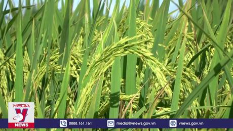 Đồng Tháp khởi động Đề án 1 triệu ha lúa chất lượng cao