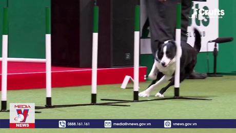 Thú vị lễ hội chó lớn nhất thế giới