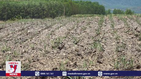 Diện tích mía ở Khánh Hòa ngày một thu hẹp