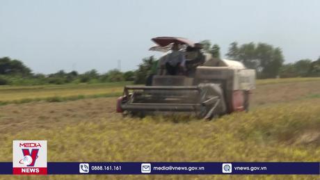Bến Tre trúng mùa, được giá vụ lúa Đông Xuân