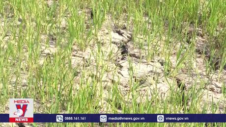 Nông dân Sóc Trăng thích ứng với hạn, mặn xâm nhập 