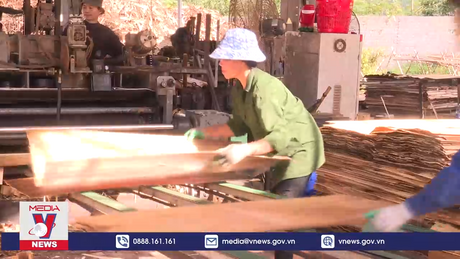 Thanh Hóa tăng cường quản lý hoạt động thu mua gỗ keo