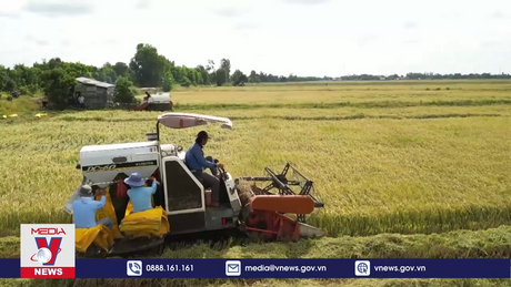 Đẩy mạnh cho vay thu mua, kinh doanh lúa, gạo