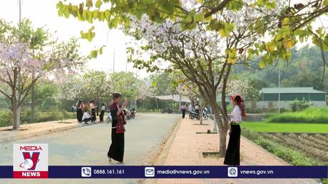 Về miền hoa ban Điện Biên