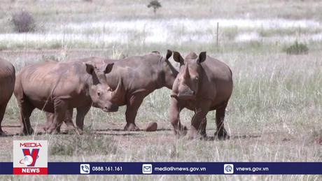 Nam Phi nỗ lực bảo tồn tê giác trắng