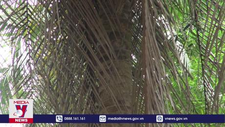 Sâu đầu đen hại dừa lây lan nhanh tại Trà Vinh