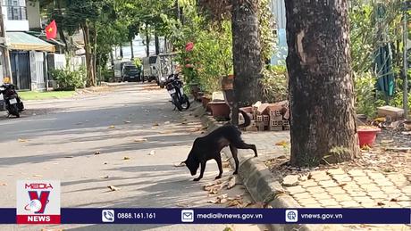 Ca tử vong do bệnh dại gia tăng