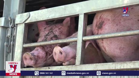 Kiểm soát chặt nhập khẩu sản phẩm chăn nuôi 