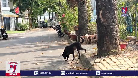 Triển khai các biện pháp cấp bách phòng, chống dại