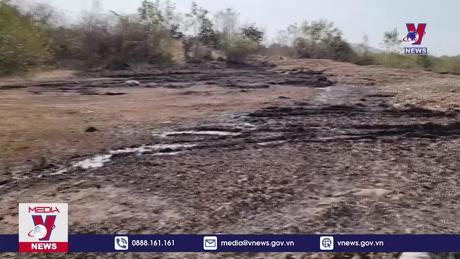 Nguy cơ ô nhiễm từ việc đổ vỏ nha đam ra môi trường