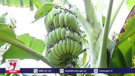 Không lo được mùa mất giá nhờ tăng xuất khẩu nông sản chế biến