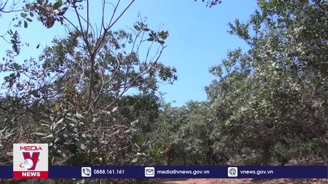 Nắng nóng kéo dài gây thiệt hại tại thủ phủ điều Bình Phước