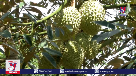 Bản tin thời sự 11h ngày 17/3/2024