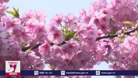 Hoa anh đào nở sớm tại Nhật Bản