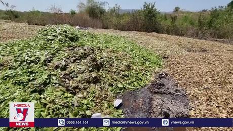 Xử lý dứt điểm việc đổ vỏ nha đam gây ô nhiễm môi trường