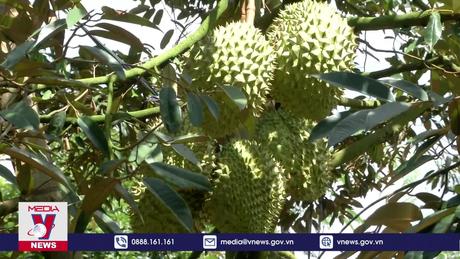 Số hoá 10.000 cây sầu riêng