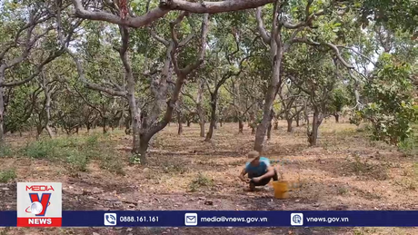 Nông dân trồng điều tại Gia Lai thiệt hại kép