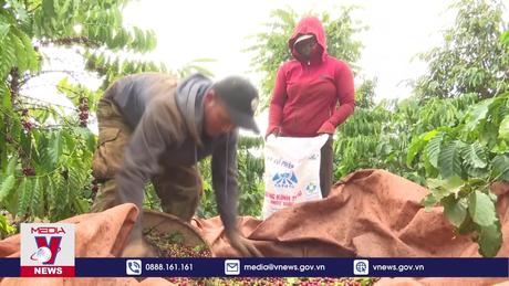 Xuất khẩu dệt may, cà phê áp lực từ căng thẳng Biển Đỏ