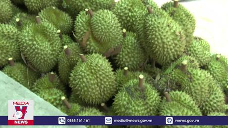 Nhà vườn phấn khởi khi giá sầu riêng nghịch vụ tăng mạnh