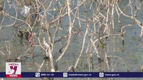 Rừng ngập mặn chết hàng loạt