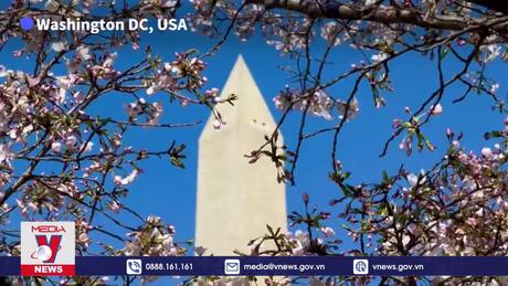 Hoa anh đào nở rộ ở Washington D.C, Mỹ