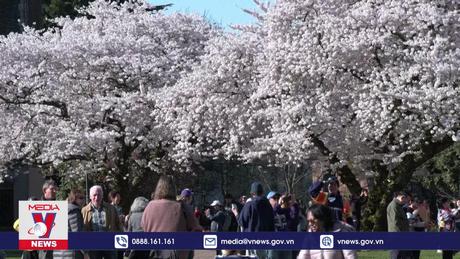 Rực rỡ mùa hoa anh đào tại thành phố Seattle, Mỹ
